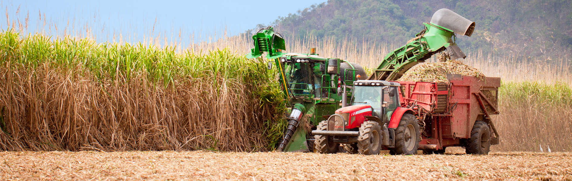 Colheitadeira verde coletando grãos e os despejando em um pequeno trator vermelho.